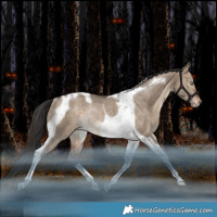 Horse Color:Bay Dun Tobiano Appaloosa Rabicano