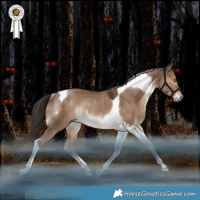 Horse Color:Liver Red Dun Tobiano Rabicano 