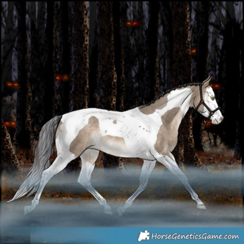 Horse Color:Bay Dun Splash Tobiano Appaloosa Rabicano 