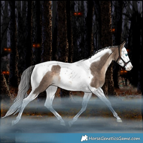 Horse Color:Bay Dun Splash Tobiano Appaloosa Rabicano