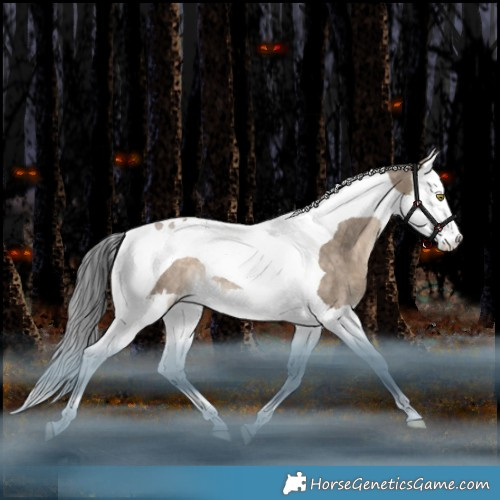 Horse Color:Bay Dun Splash Tobiano Rabicano