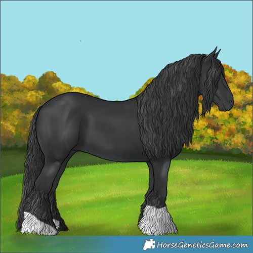 Horse Color:Black 