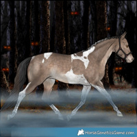Horse Color:Brown Dun Tobiano Varnish Rabicano