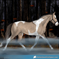 Horse Color:Bay Dun Splash Tobiano Appaloosa Rabicano