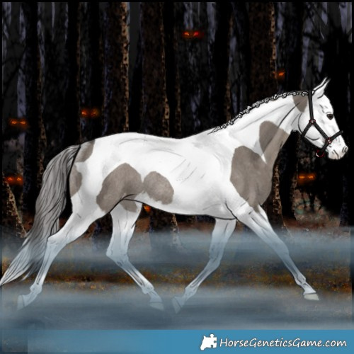 Horse Color:Grullo Splash Tobiano Appaloosa Rabicano 