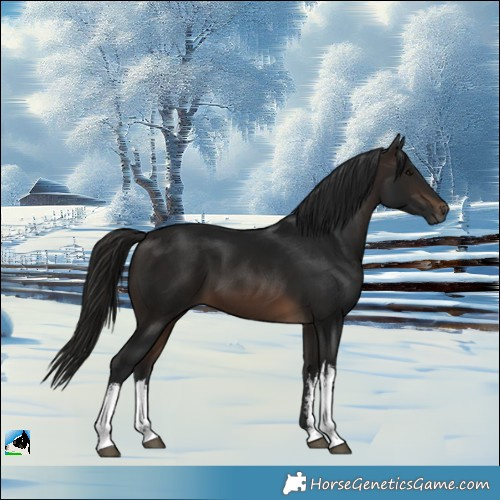 Horse Color:Gray White Spotted Bay 