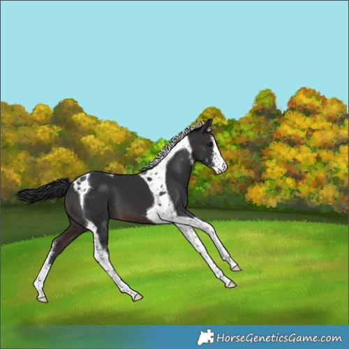 Horse Color:Brown Sabino Tobiano Appaloosa
