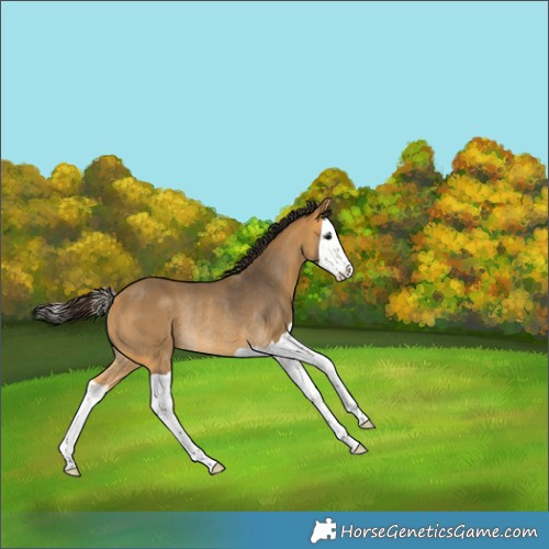 Horse Color:Buckskin Splash Rabicano