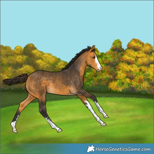 Horse Color:Buckskin 