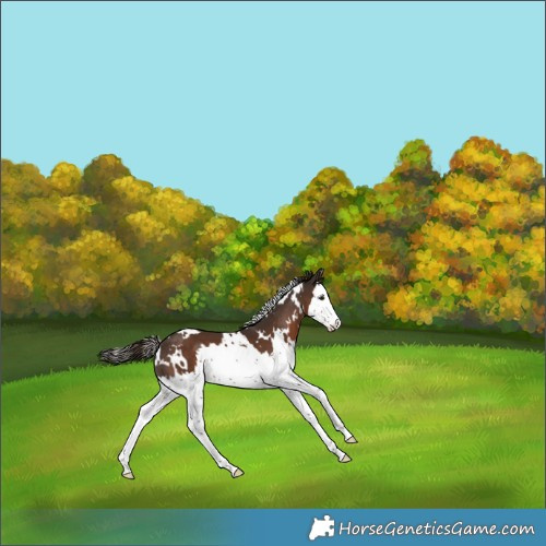 Horse Color:White Spotted Liver Chestnut Splash 