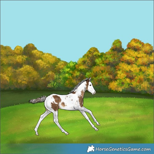 Horse Color:White Spotted Chocolate Palomino Splash Tobiano 
