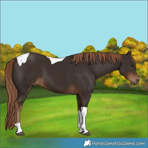 Horse Color:Liver Chestnut Tobiano