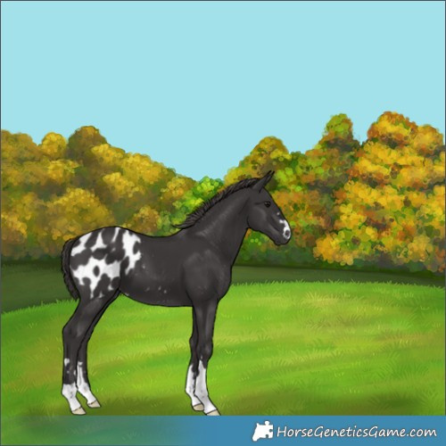 Horse Color:Smoky Black Appaloosa 