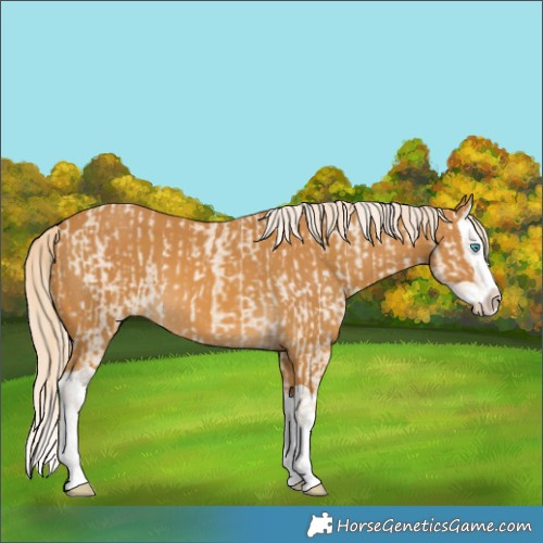 Horse Color:Cremello Splash  and Palomino Splash 
