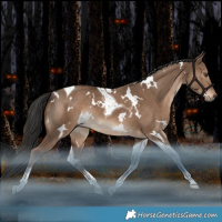 Horse Color:White Spotted Liver Red Dun Tobiano Rabicano
