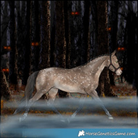 Horse Color:Bay Dun Tobiano Appaloosa Rabicano 