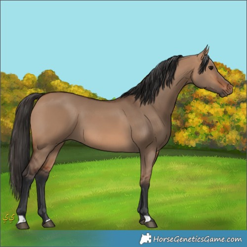 Horse Color:Unknown 