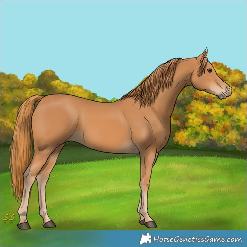 Horse Color:Unknown 