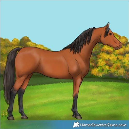 Horse Color:Unknown 