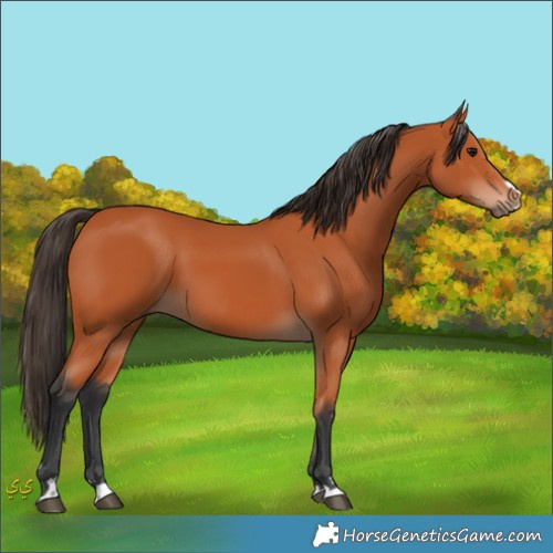 Horse Color:Unknown 