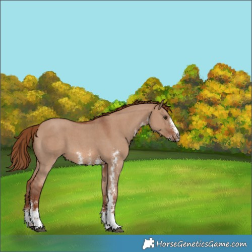 Horse Color:Red Dun Sabino 