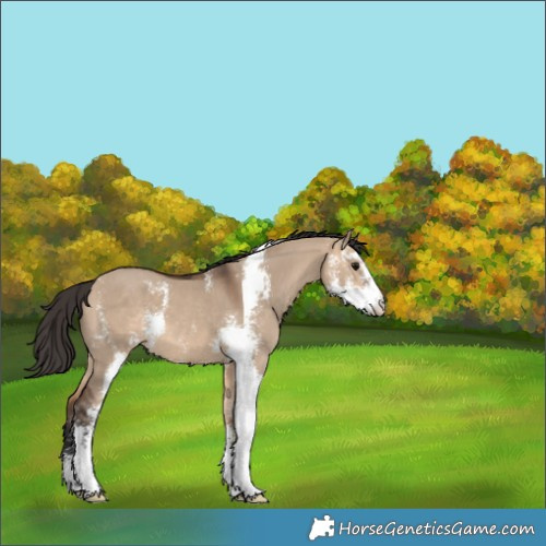 Horse Color:Bay Dun Sabino
