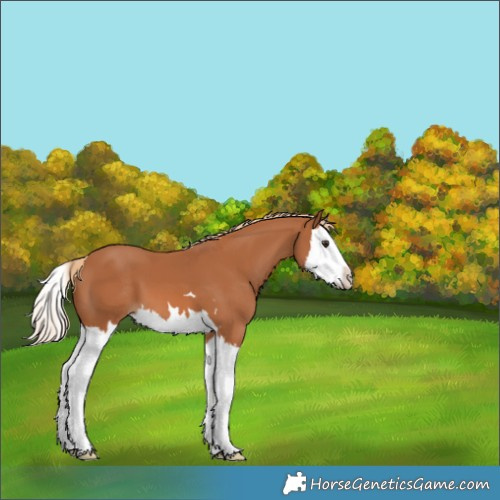 Horse Color:Chestnut Splash