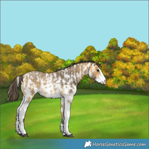Horse Color:Buckskin Sabino