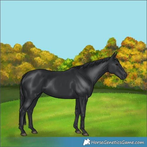 Horse Color:Black 