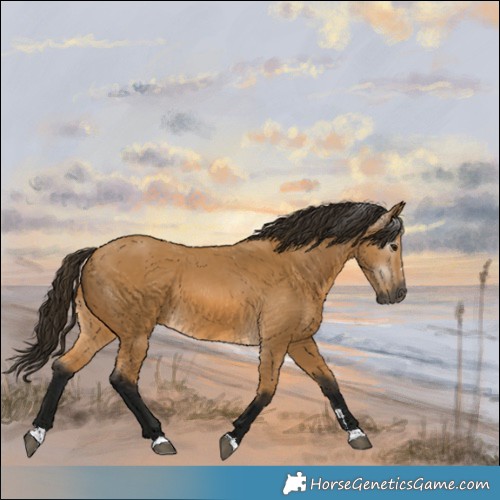 Horse Color:Gray Buckskin