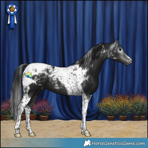 Horse Color:Gray Smoky Black Tobiano Appaloosa 