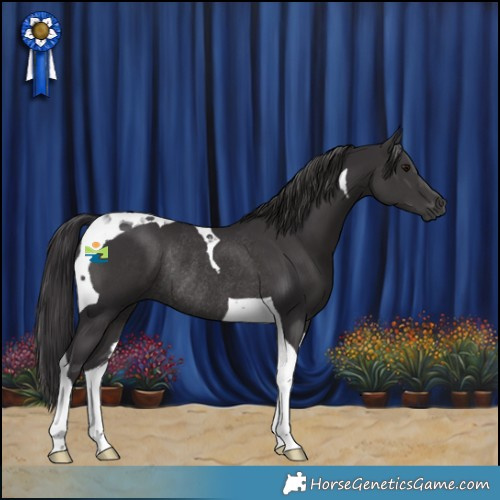 Horse Color:Smoky Black Tobiano Rabicano 