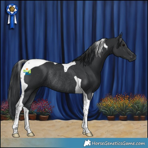 Horse Color:Black Tobiano Rabicano