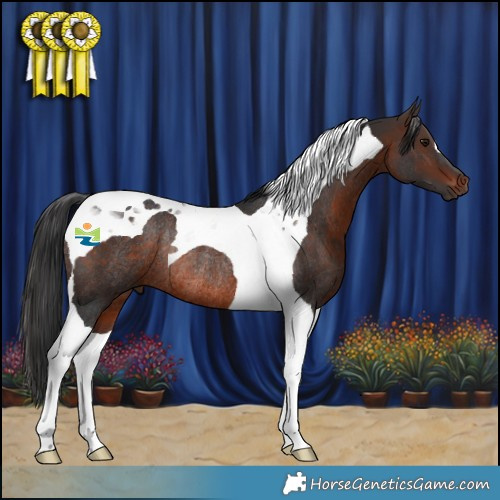 Horse Color:Brown Tobiano Rabicano 