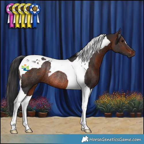 Horse Color:Brown Tobiano Rabicano