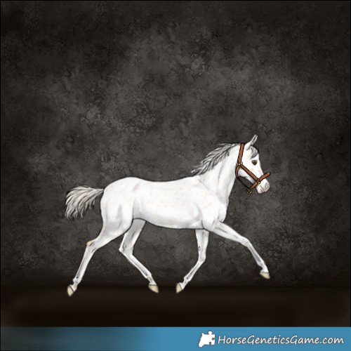 Horse Color:Palomino Roan Dun Appaloosa