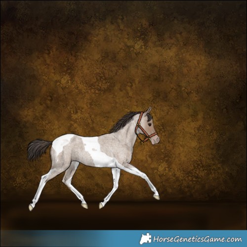 Horse Color:Classic Champagne Roan Tobiano 