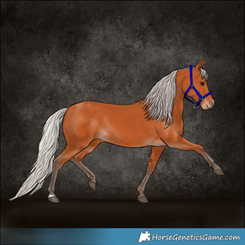 Horse Color:Silver Bay Rabicano