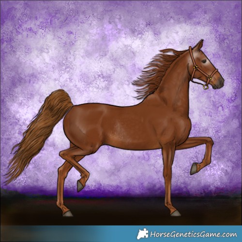 Horse Color:Gray Chestnut Rabicano 
