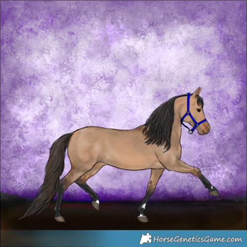 Horse Color:Bay Dun Rabicano 