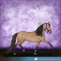 Horse Color:Bay Dun Rabicano 