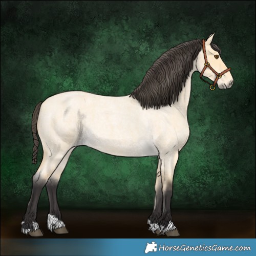 Horse Color:Buckskin Roan Dun 