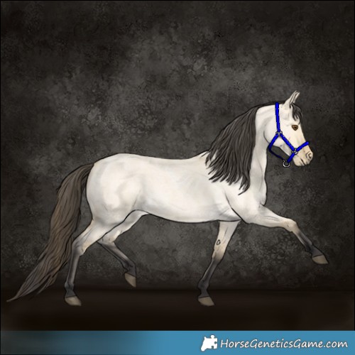 Horse Color:Buckskin Roan Dun