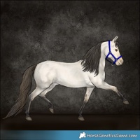 Horse Color:Buckskin Roan Dun 