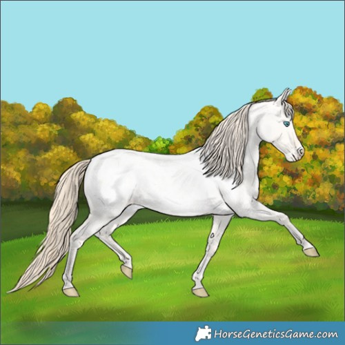 Horse Color:Perlino Roan Dun Frame Appaloosa 