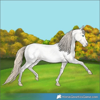 Horse Color:Perlino Roan Dun Frame Appaloosa 