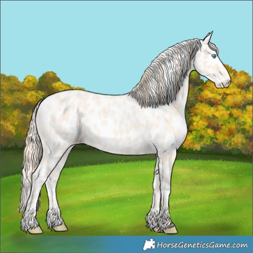 Horse Color:Perlino Roan Appaloosa 
