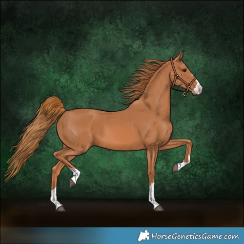 Horse Color:Chestnut 