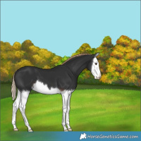 Horse Color:Liver Chestnut Splash 