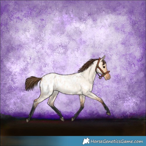 Horse Color:Bay Roan Dun Appaloosa